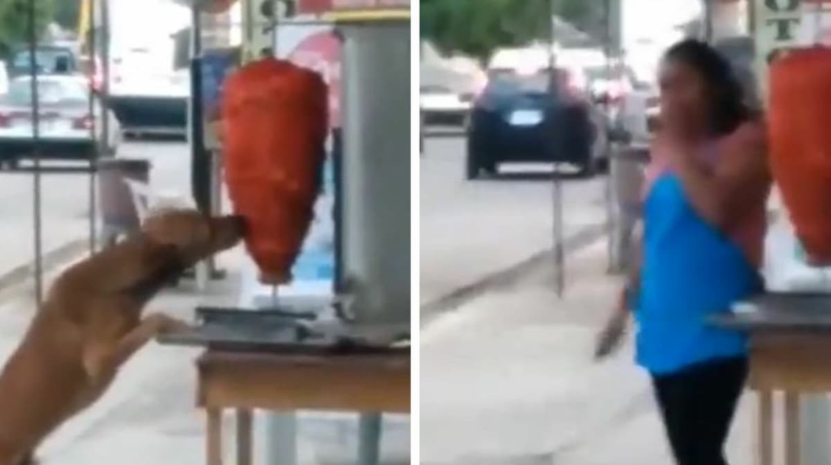 VIDEO: Captan a firulais en taquería mordiendo un trompo con carne y nadie se da cuenta