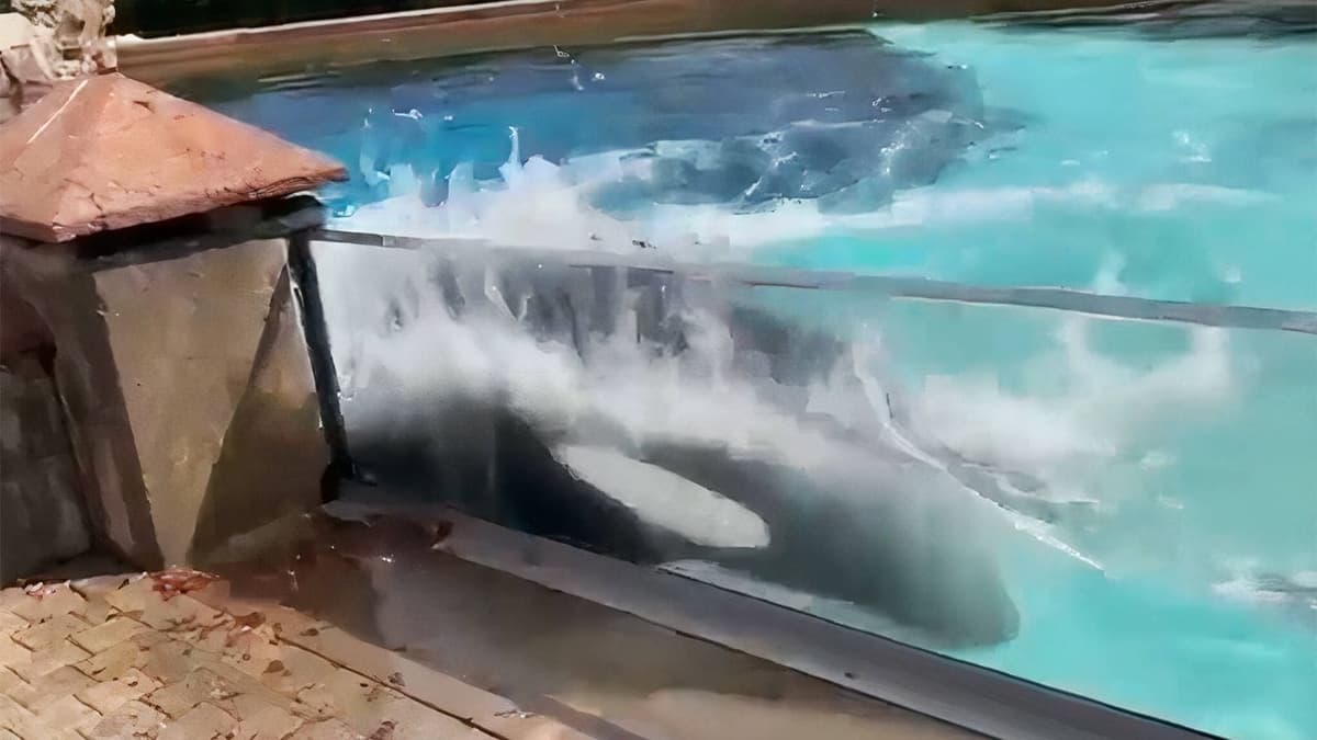 VIDEO: Orca 'más solitaria del mundo' se azota con desesperación contra barrera de su estanque