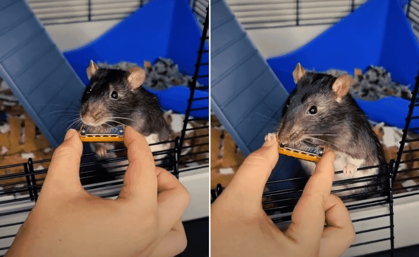 Rata 'toca' la armónica en TikTok y consigue más de 5 millones de reproducciones