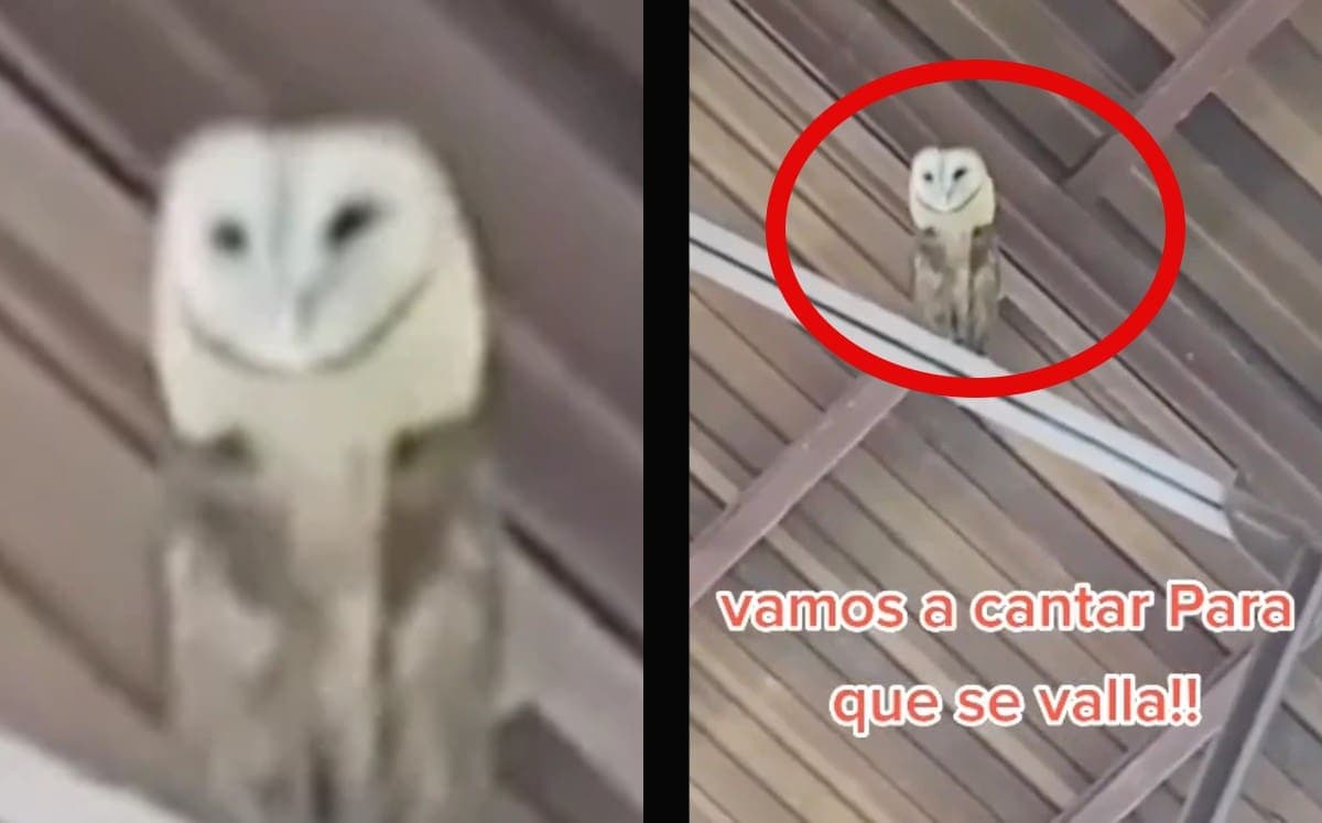 VIDEO: Le cantan a lechuza para ahuyentarla de una iglesia pero se pone a bailar