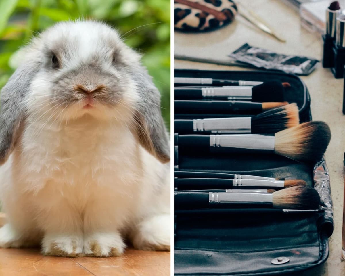 Senado prohíbe realizar pruebas de cosméticos en animales