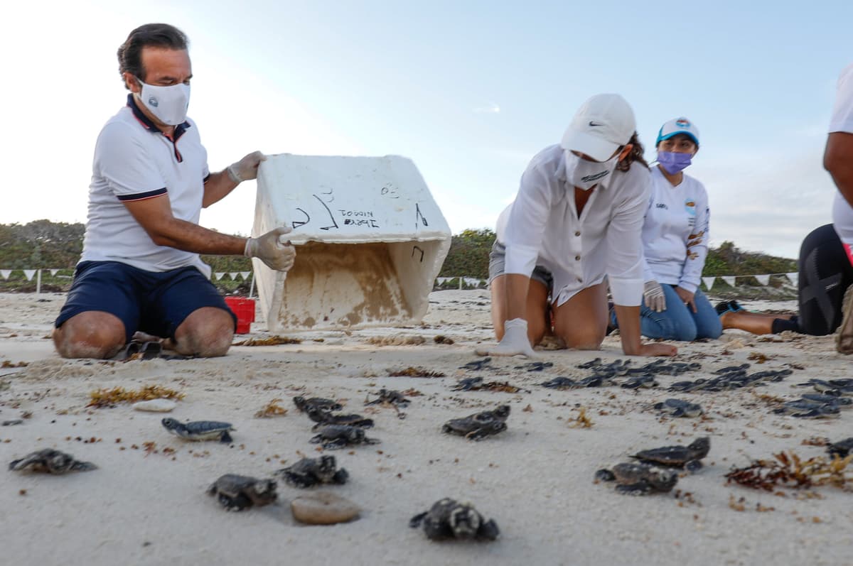 Tras impacto de huracán Grace, se han liberado 2 mil 500 tortuguitas en Cozumel