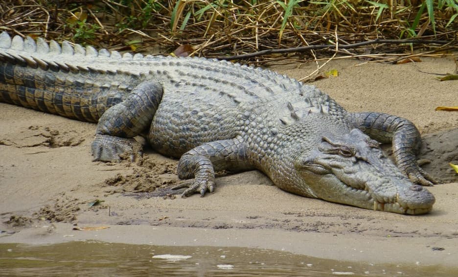 Una niña de 8 años fue devorada por un cocodrilo mientras se bañaba en un río de Indonesia