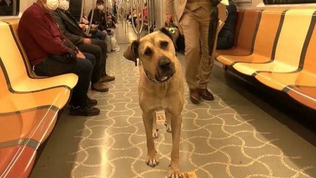 VIDEO VIRAL: Boji, el perrito que viaja en metro