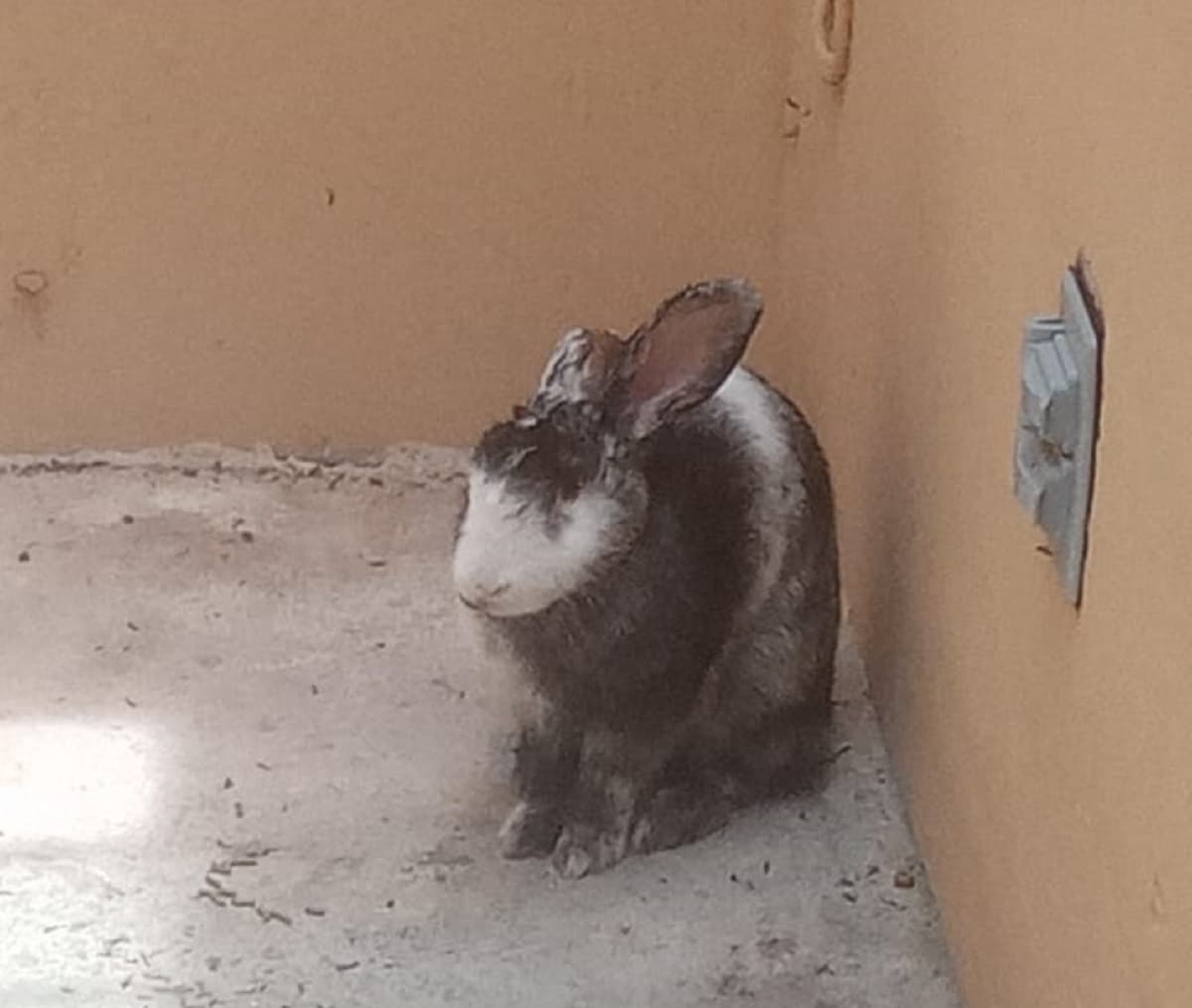 ESTABA EN LOS HUESOS: Vecina salva a conejita en Playa del Carmen y denuncia presunto maltrato animal