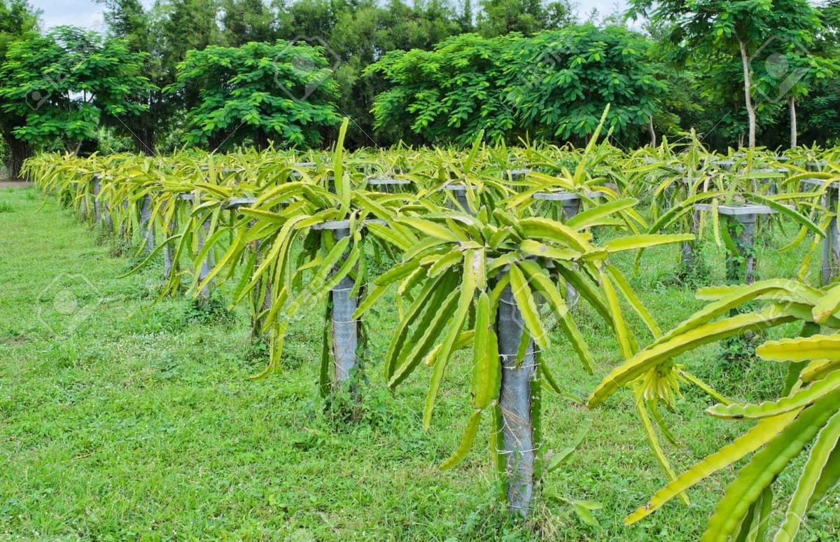Retiran seguro catastrófico a campesinos de Quintana Roo