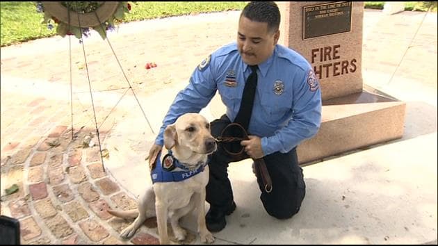 Perrito rescatista de Florida se retira... otra vez