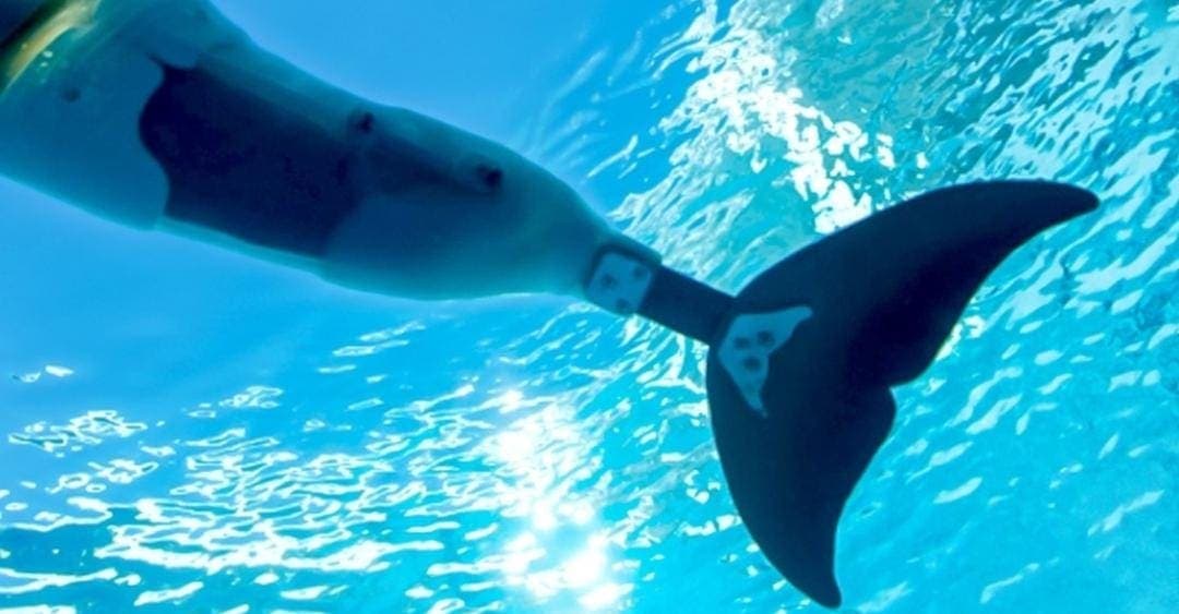 Muere delfín con prótesis de cola; su historia inspiró películas