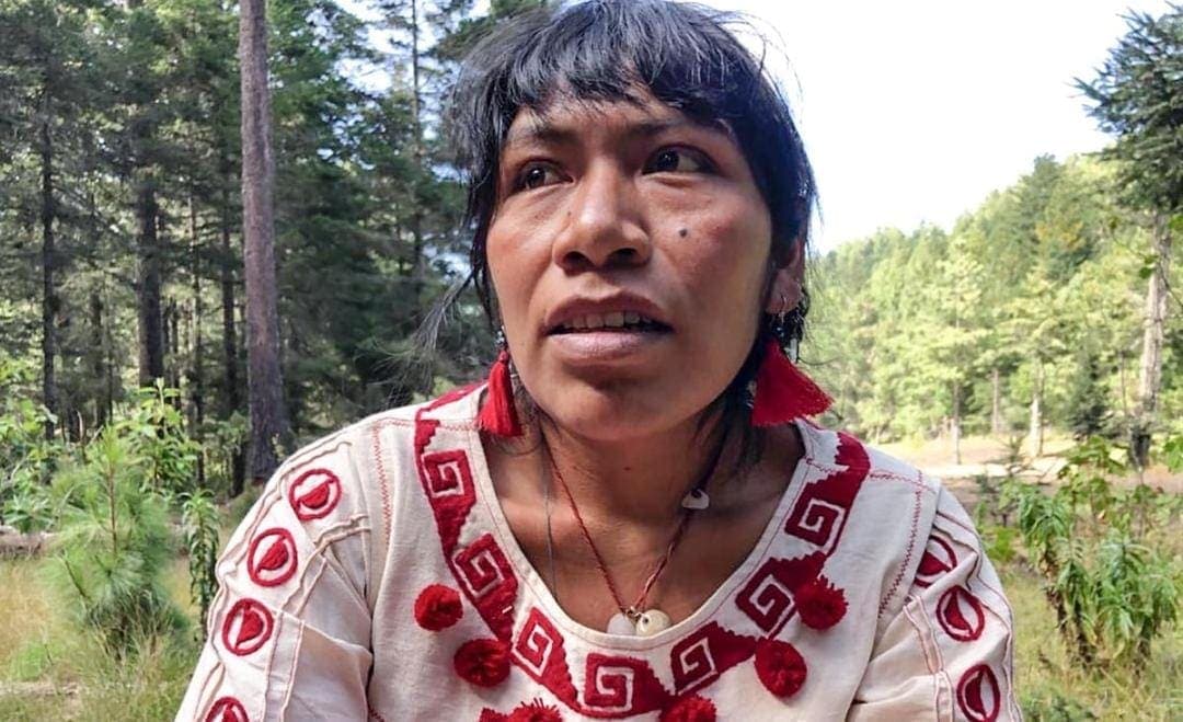 Desaparece defensora de los bosques en Oaxaca