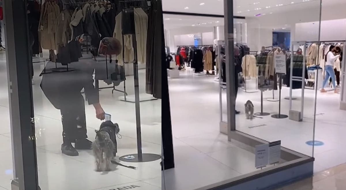 VIDEO: Perrito quiere entrar a Zara y vigilante le toma la temperatura