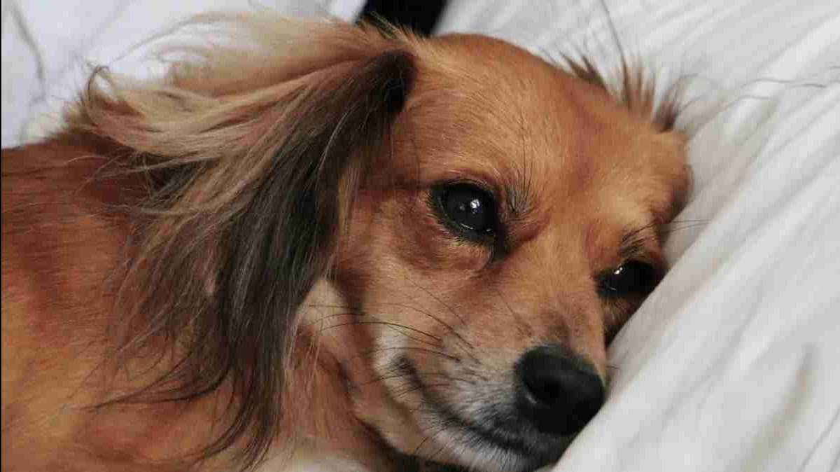 VIDEO: Perritas también pueden tener cáncer de mama