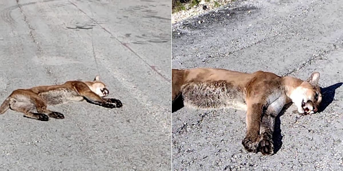 ¡POBRE BEBÉ! Muere puma arrollado en Mahahual