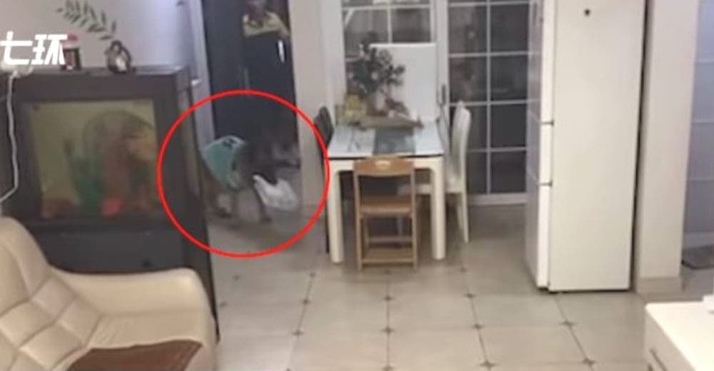 VIDEO VIRAL: Perrito es sensación por recoger paquete y espantar a repartidor