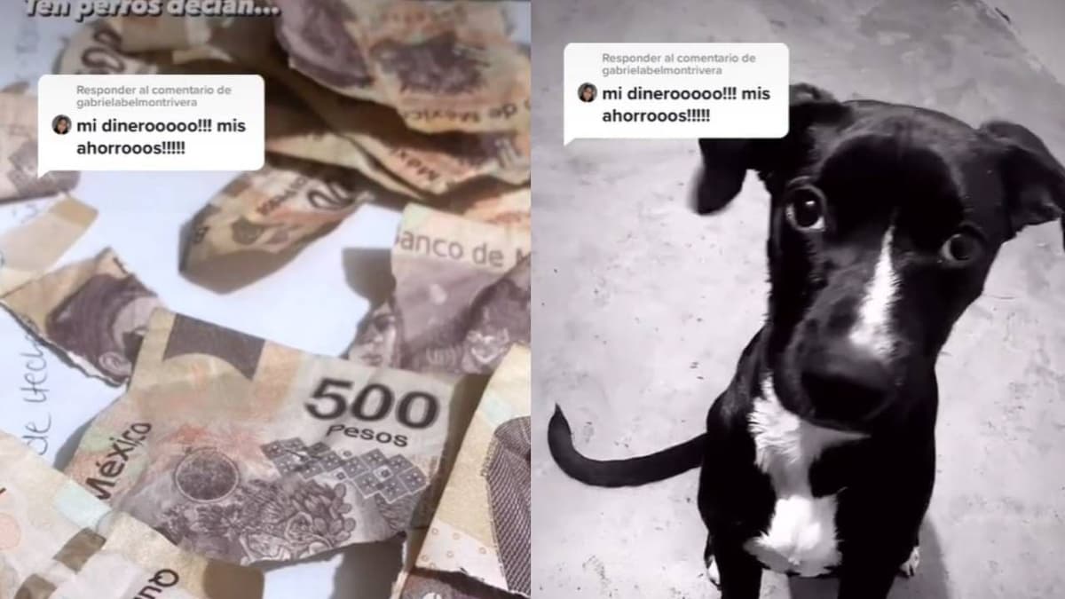 VIDEO: perrito se come el aguinaldo de su dueña y se vuelve viral