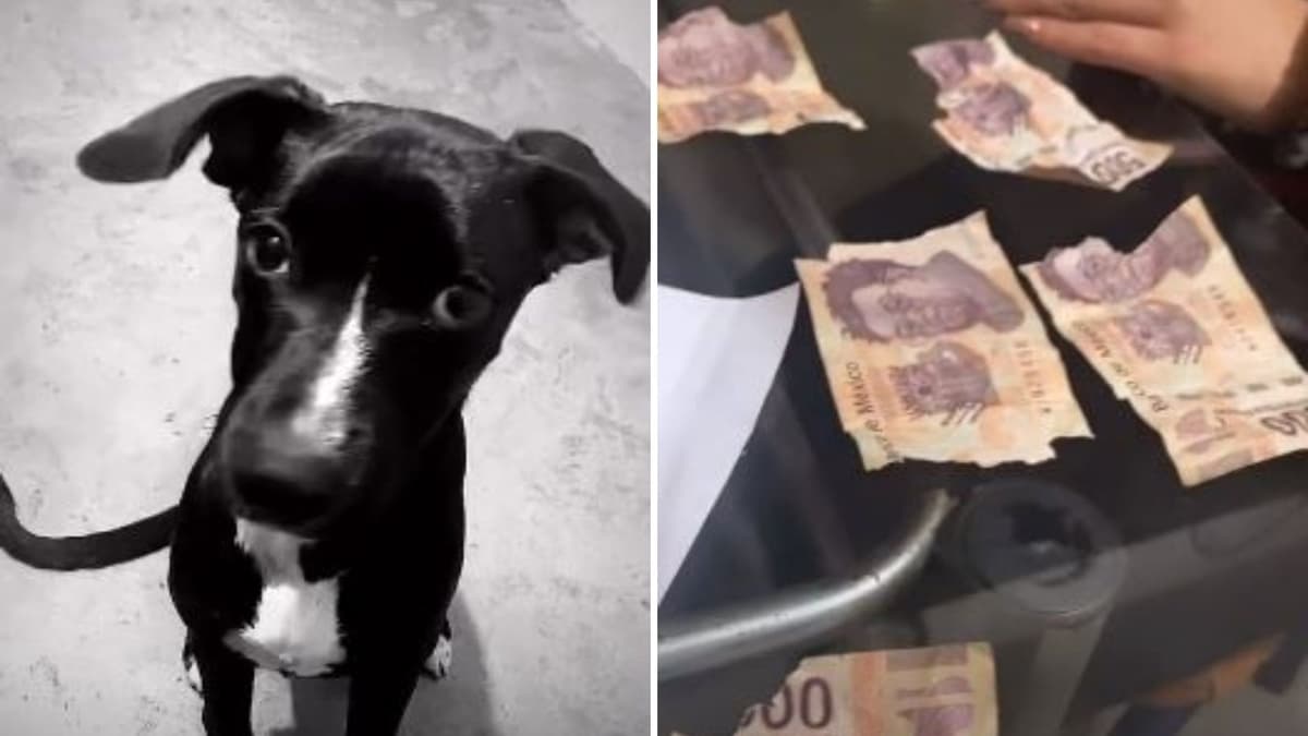 VIDEO: Perro rompe billetes de 500 pesos, la dueña no puede creer el desastre