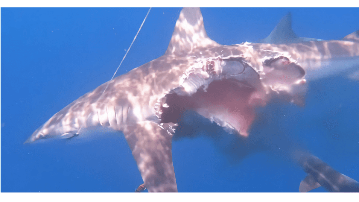 Captan a "tiburón zombie" que nadaba a pesar de no tener gran parte del cuerpo