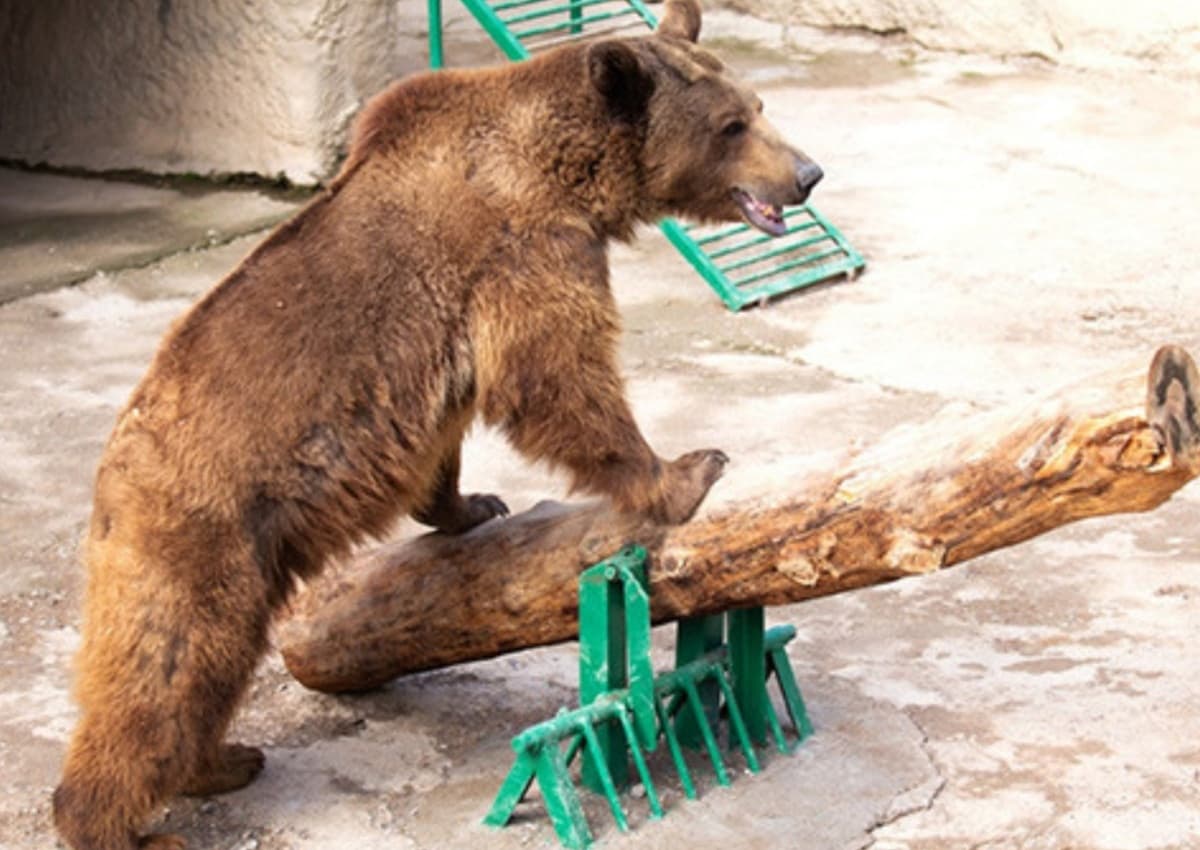 Madre arrojó a su hija de tres años a un oso pardo en un zoológico