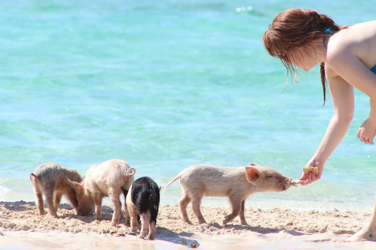 Maravíllate con la sorprendente y polémica 'Playa de los Cerditos'