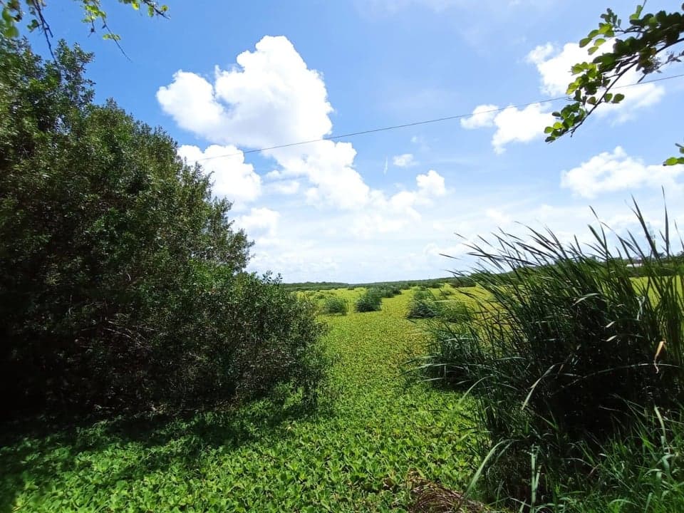 Sabana chetumaleña desaparecería en cinco años, por efecto de la lechuguilla