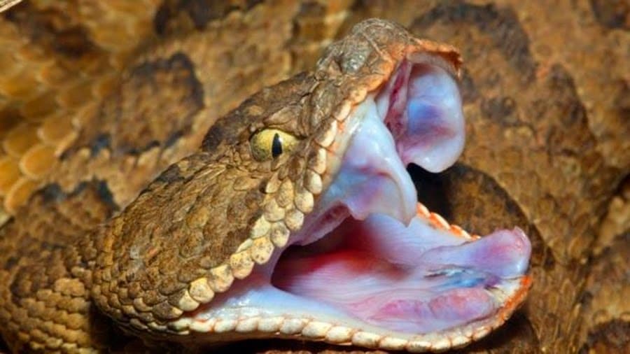 Serpiente venenosa muerde a niña en Felipe Carrillo Puerto; está grave