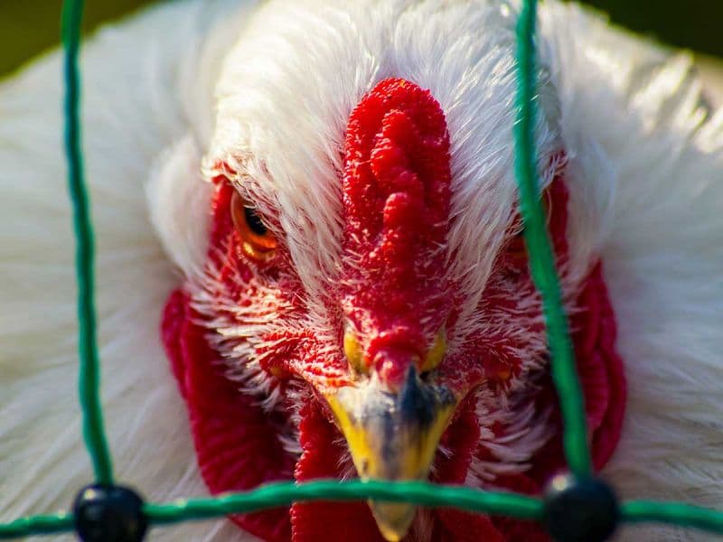 Se registra brote de gripe aviar altamente patógena en granjas de Madrid