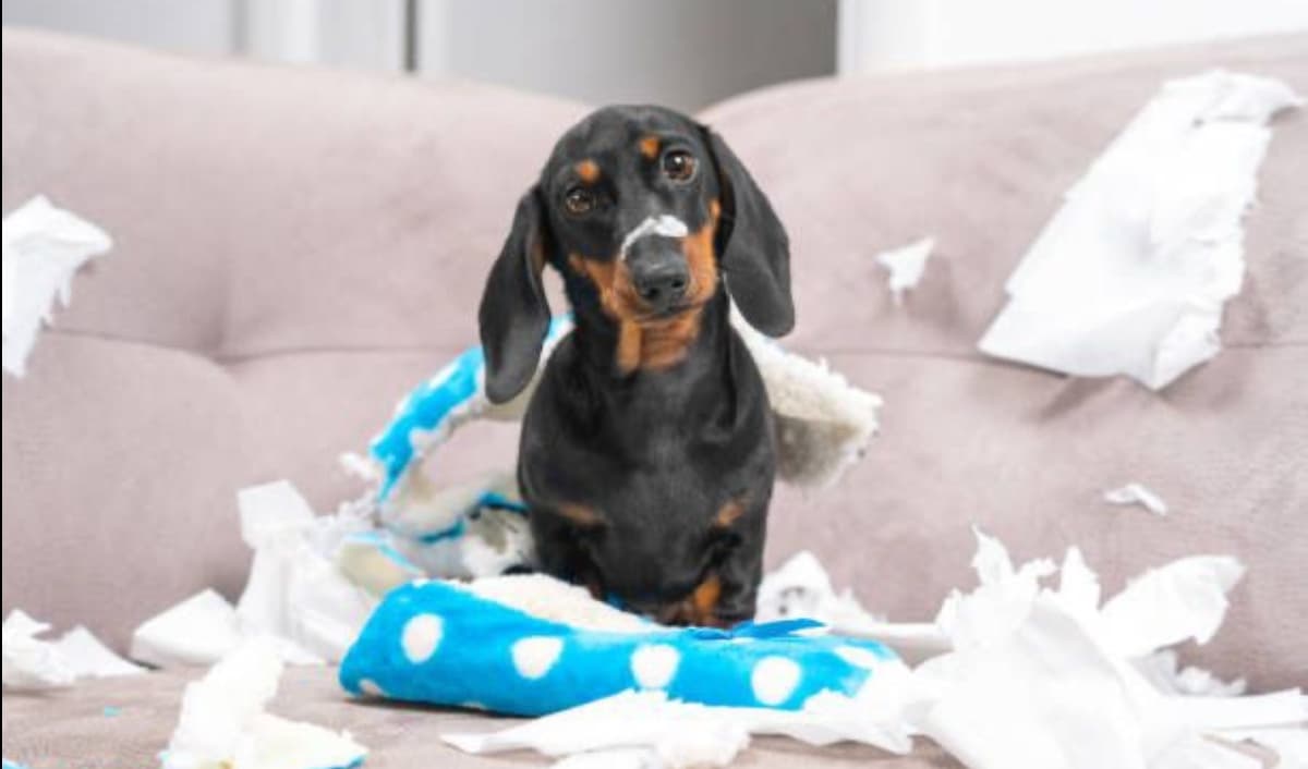 Joven prefiere pagar el veterinario de su perro que la cirugía para su madre