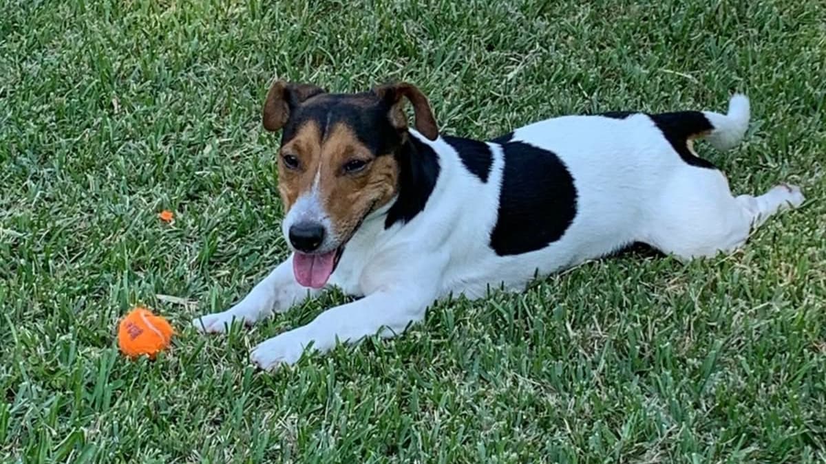 Aerolínea pierde a un perrito en un vuelo de Veracruz a Monterrey