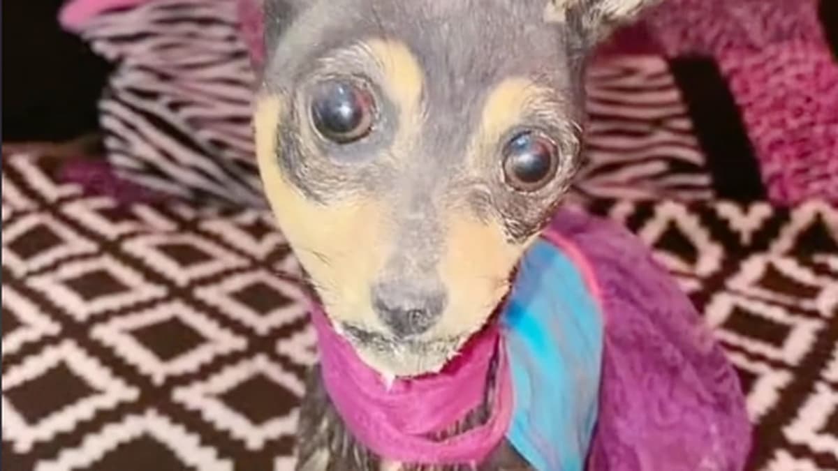 TikTok: Diseca a su perrita muerta; la viste y le pinta las uñas