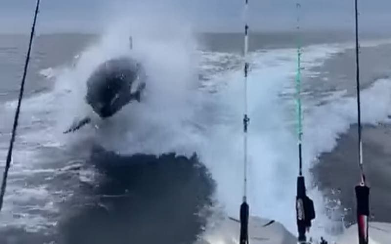 Video: orca sorprende a turistas en Sinaloa y los persigue