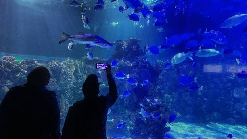 Bióloga muere ahogada en Acuario Inbursa; Fiscalía de CDMX abre investigación