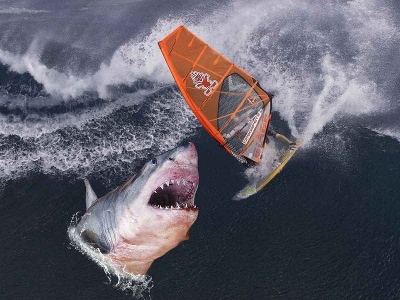 Tiburón devora a un bañista y provoca cierre de playas en Sídney