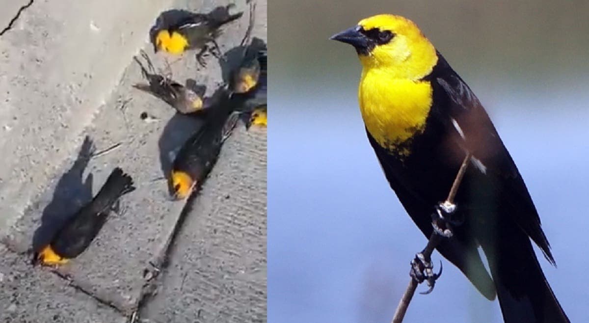 Video: Cientos de aves caen muertas en Chihuahua