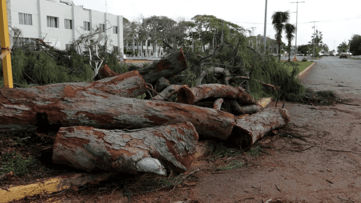 Multa de 337 mil pesos a la SEOP por tala de árboles en Chetumal