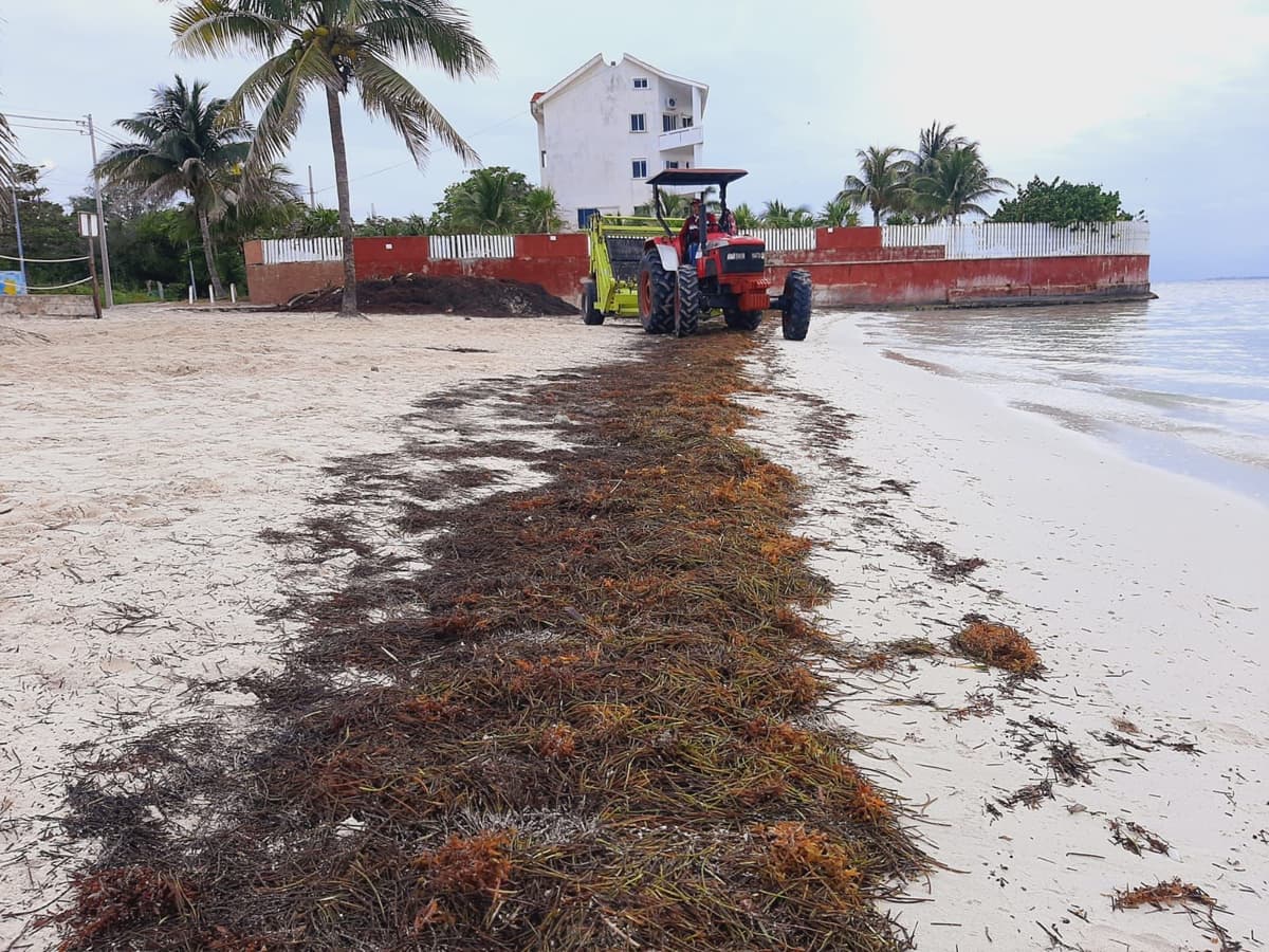 ¡Qué chulas! Realizan limpieza permanente de sargazo en playas de Cancún