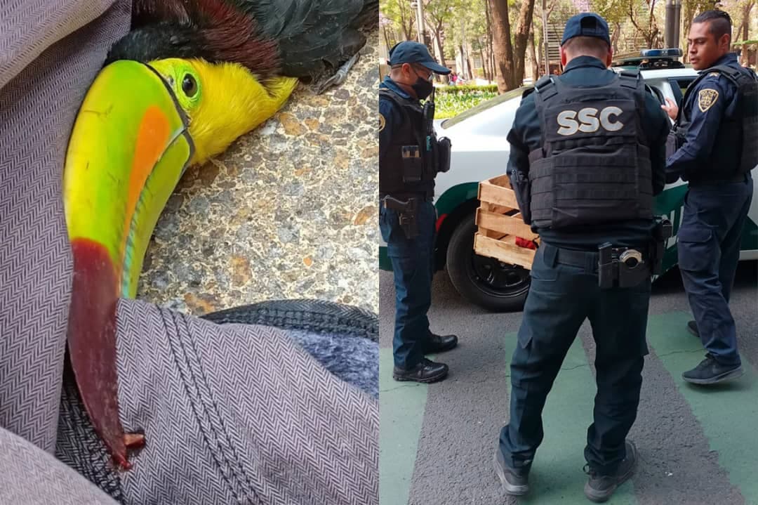 Mujer halla un tucán en Paseo de la Reforma, se lo da a policías y lo pierden
