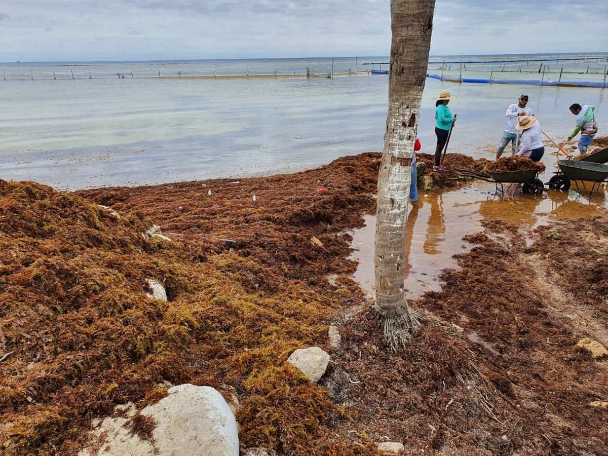 Cuando el sargazo nos alcance: intensa jornada para retirar la macroalga de Mahahual