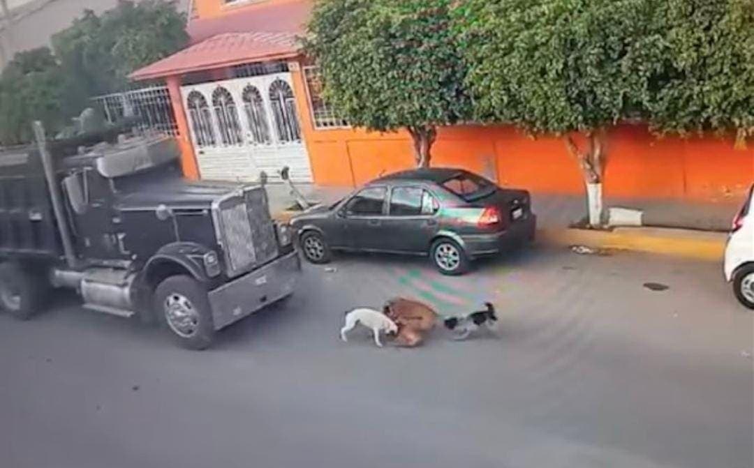 Video: Conductor atropella a perritos en Querétaro; mató a dos