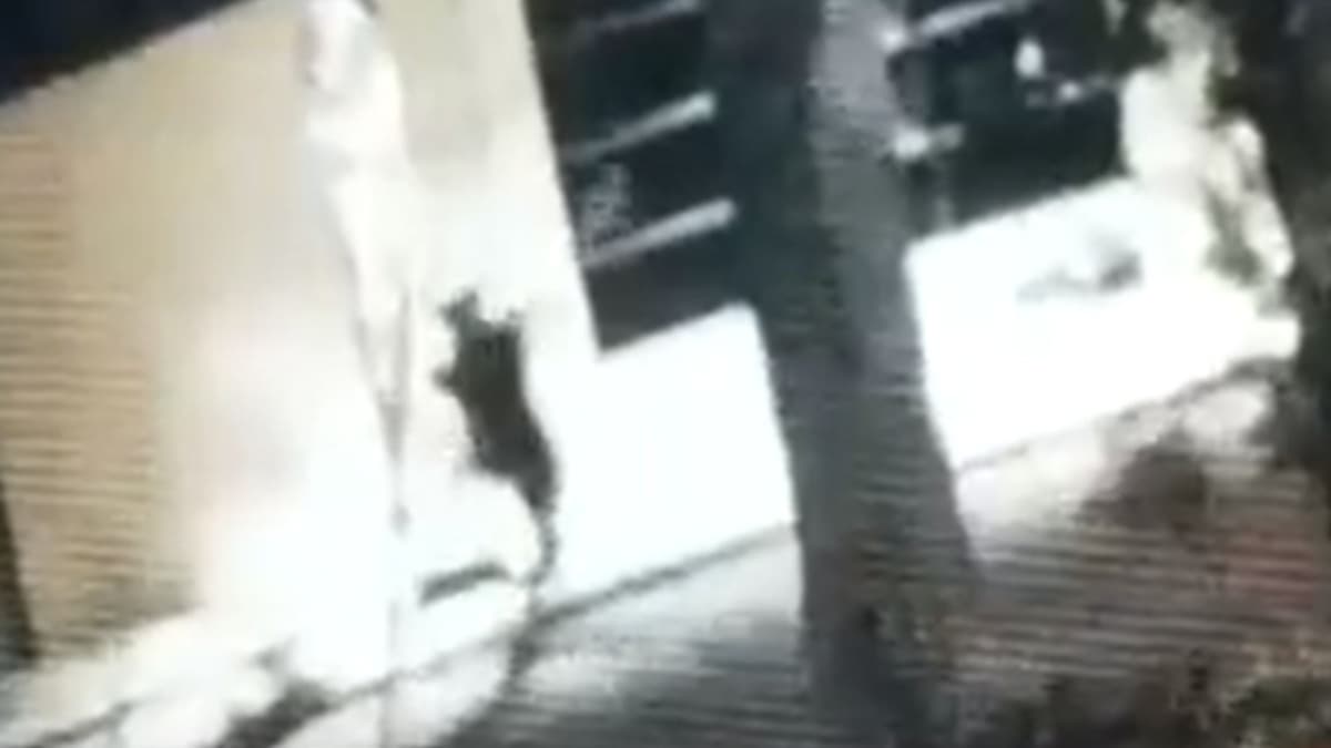 Cámaras de vigilancia captan a sujeto destrozando varios negocios, no se llevó nada