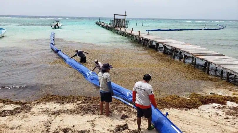 Próxima semana iniciará instalación de barrera antisargazo en Playa del Carmen