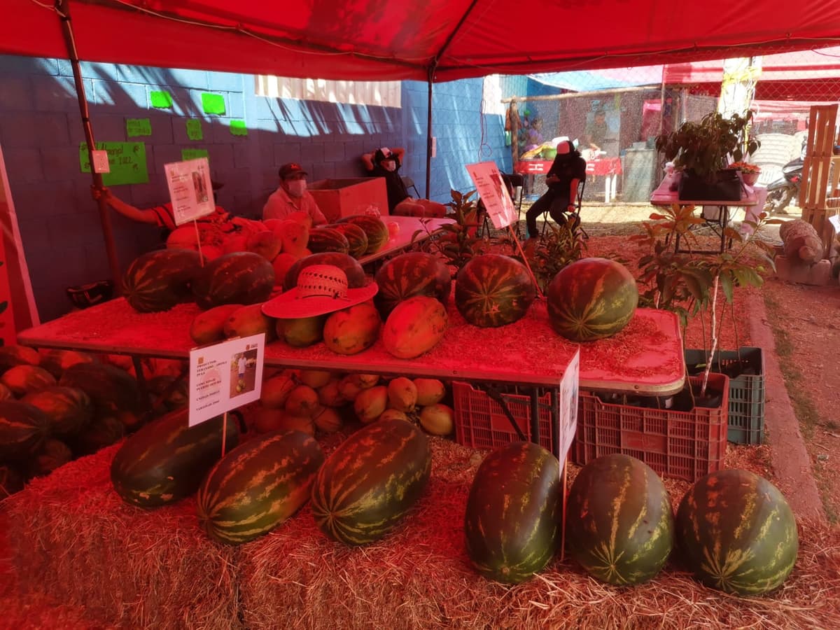 Realizan concurso en la Zona Maya para escoger a la sandía más bonita