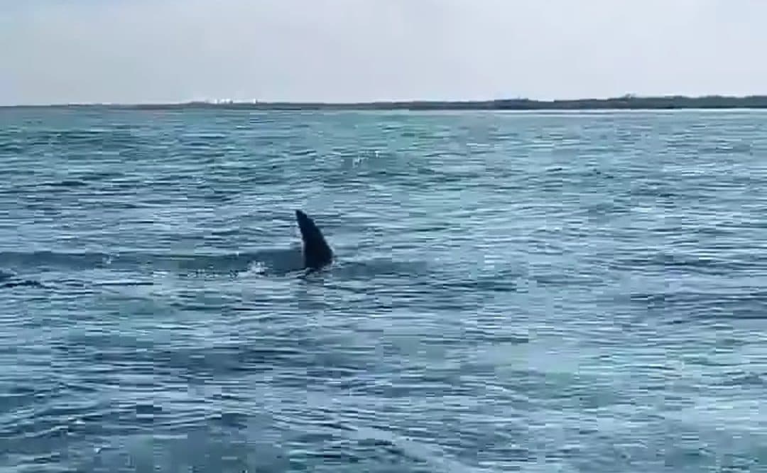 VIDEO: Tiburón martillo aterroriza a familia en Xcalak