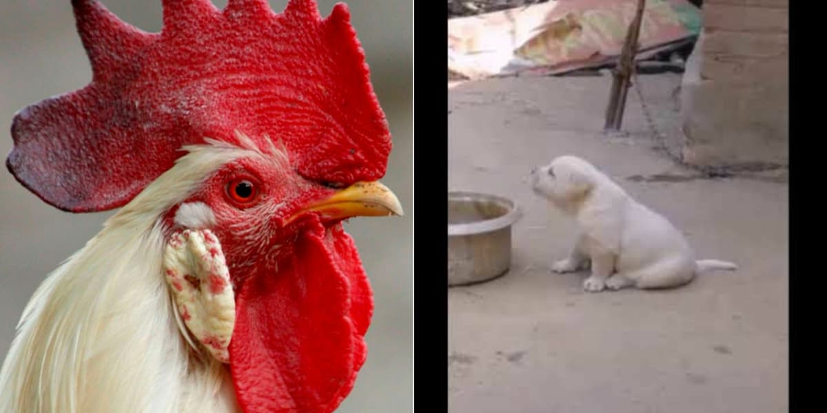 VIDEO: Perrito crece con gallos y cacarea como uno de ellos