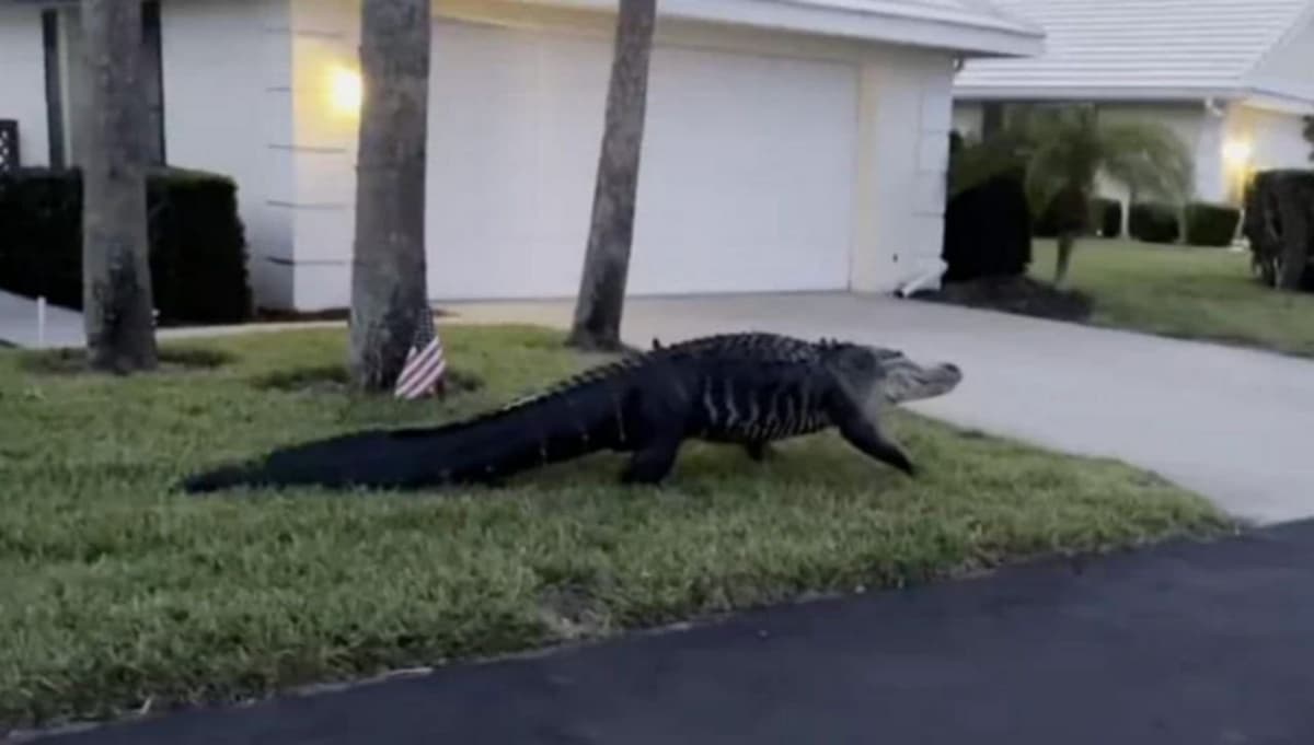 Encuentran un gran caimán en un patio de Florida y se hace viral