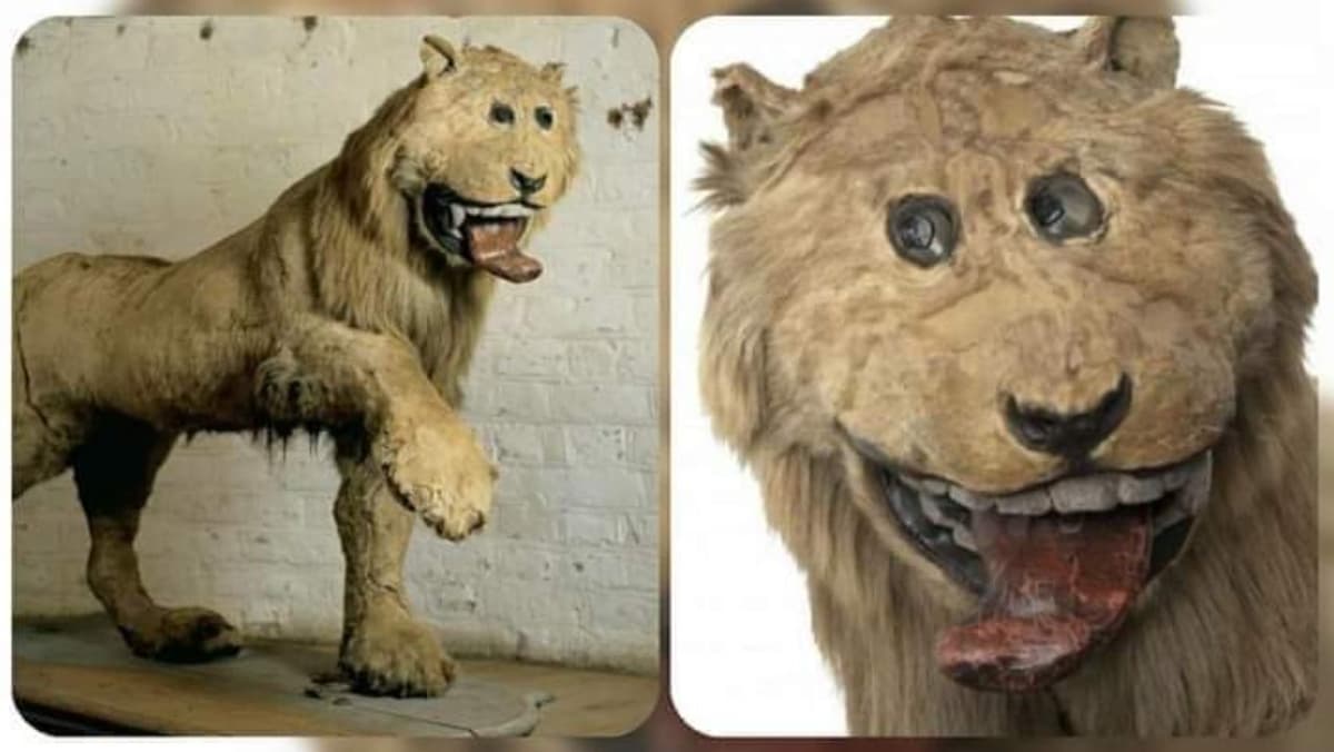 Viral: Rey envía a su león favorito con un taxidermista y todo acaba mal