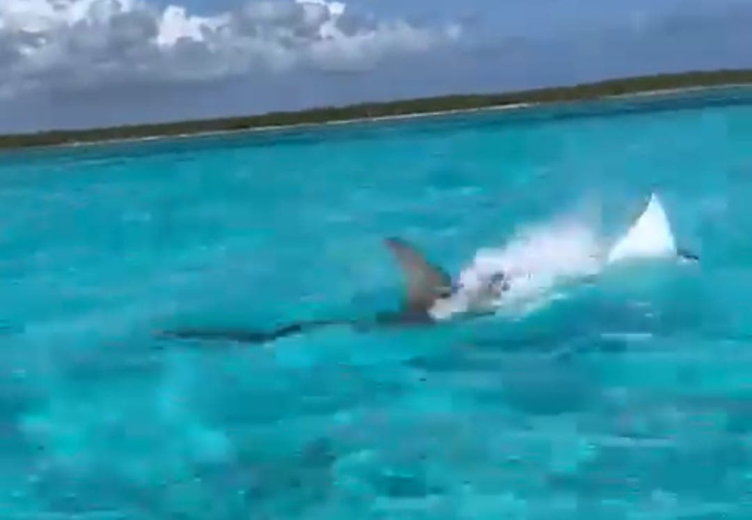 Captan intensa persecución entre un tiburón martillo y una mantarraya en 'El Cielo' de Cozumel