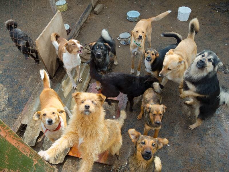 Durante la pandemia, 540 perritos playenses han sido adoptados en el extranjero