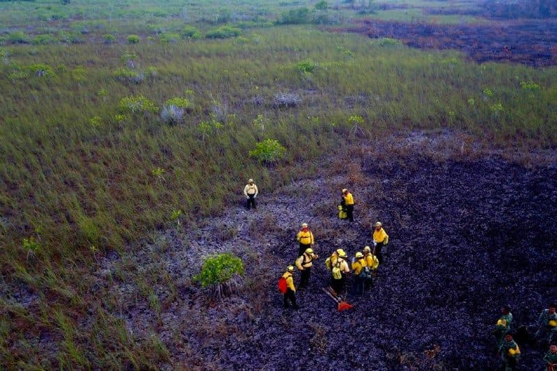 Estrecha coordinación para atender incendios y proteger flora y fauna de Quintana Roo