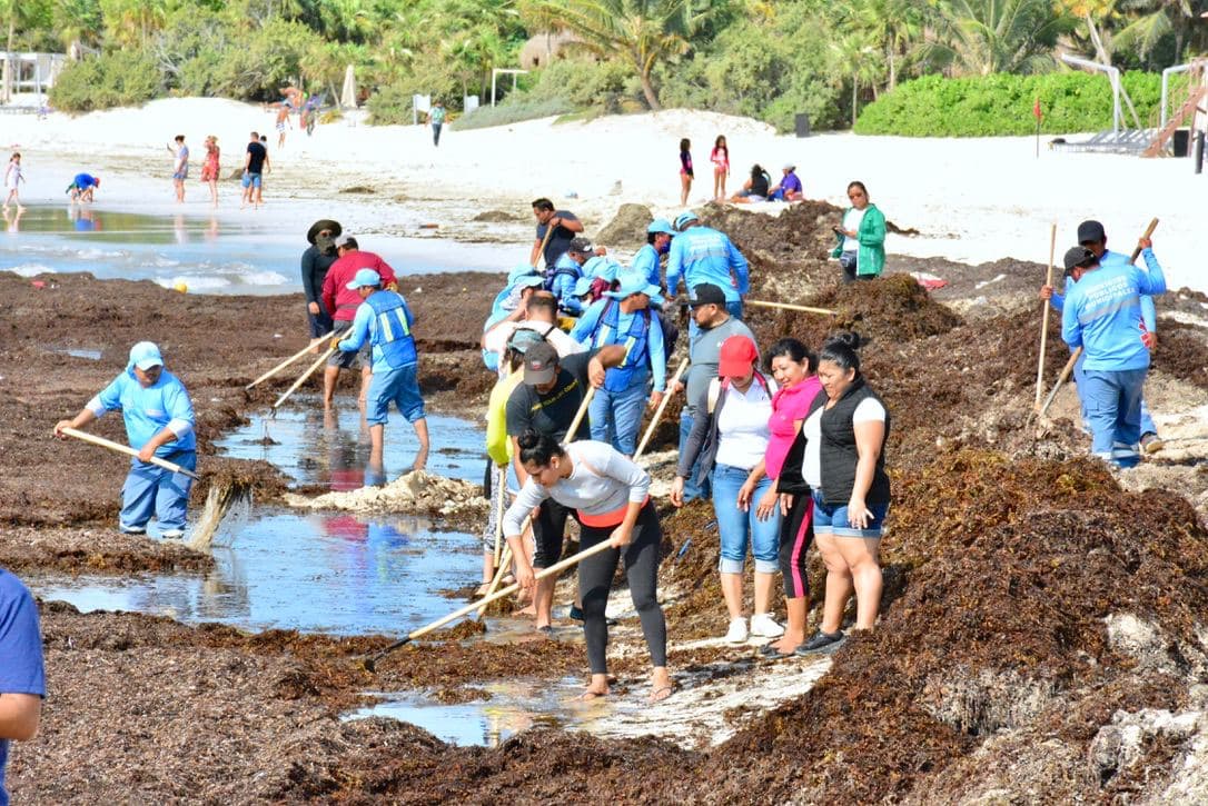 Realizan segunda jornada de limpieza de sargazo en Playa del Carmen