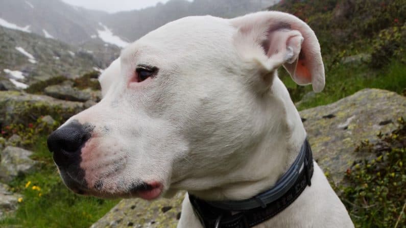 Vecinos ponen cartel para proteger a perrito sordo