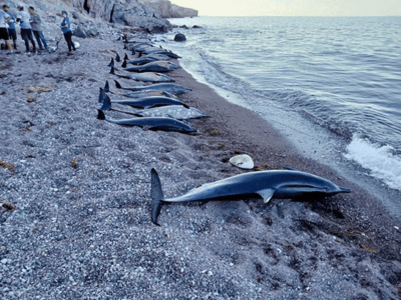 Profepa atiende varamiento de 33 delfines en Baja California Sur